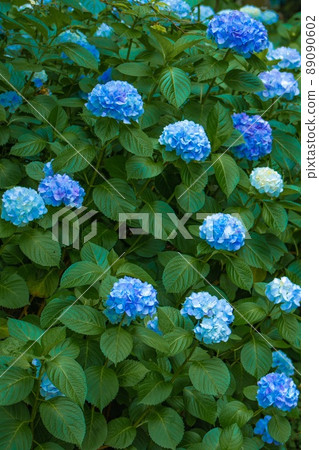 繡球瑪雅觀察自然公園 繡球瑪雅觀察自然公園 89090602