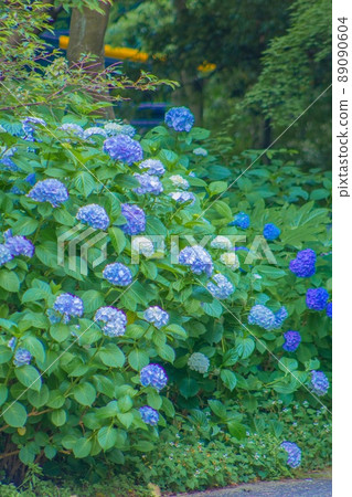 繡球瑪雅觀察自然公園 繡球瑪雅觀察自然公園 89090604