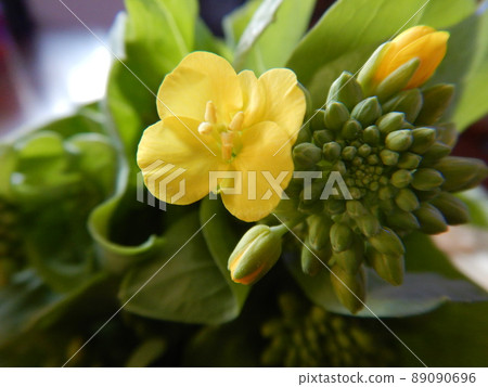 油菜花的黃色花朵 油菜花的黃色花朵 89090696