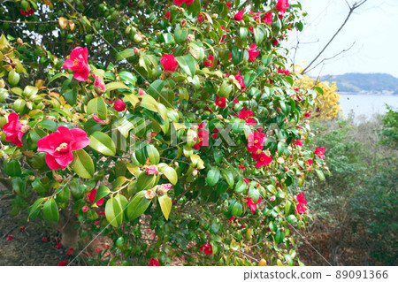 在椿島和大菱島自然生長的山茶花 4 岡山縣笠岡市 89091366