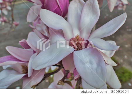 玉蘭花開 玉蘭花開 89091694