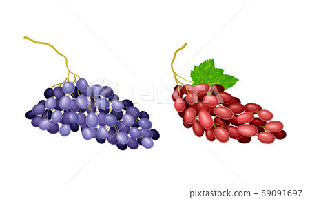 Red and purple bunches of grapes. Ripe fresh berries vector illustration 89091697