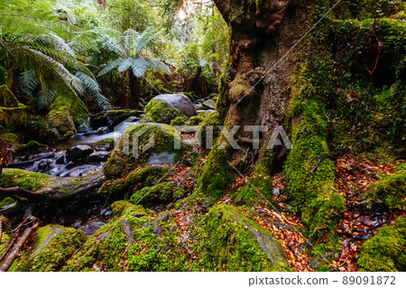 Rainforest Gallery Warburton in Victoria Australia 89091872