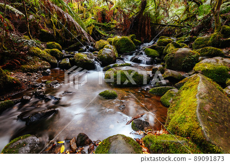 Rainforest Gallery Warburton in Victoria Australia Rainforest Gallery Warburton in Victoria Australia 89091873