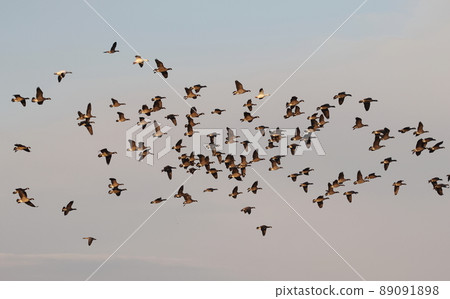 A flock of Cackling Goose and Snow Goose in a landing position A flock of Cackling Goose and Snow Goose in a landing position 89091898