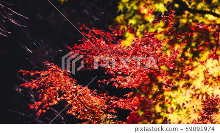 鮮豔的秋葉 鮮豔的秋葉 89091974