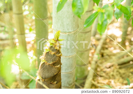 Bamboo shoot wallpaper 89092072