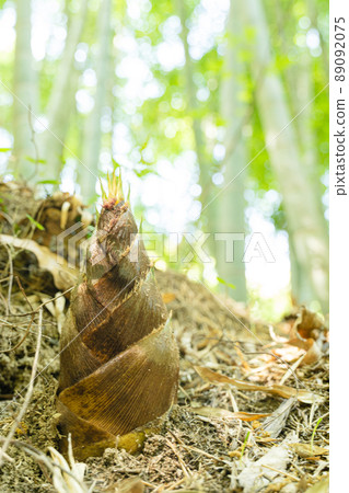 Food material bamboo shoot wallpaper Food material bamboo shoot wallpaper 89092075