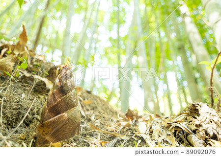 Bamboo shoot botanical frame Bamboo shoot botanical frame 89092076