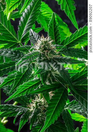 Blooming cannabis plant with vibrant green leaves 89092207