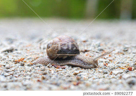snail with shell on a gravel road snail with shell on a gravel road 89092277