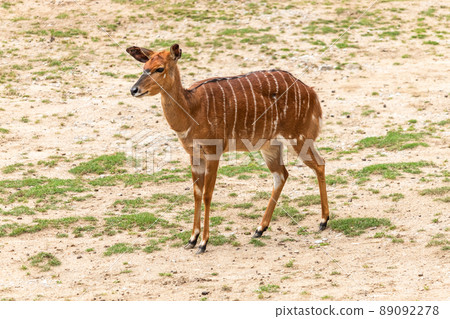 Antelope - one standing female Lowland Nyala 89092278