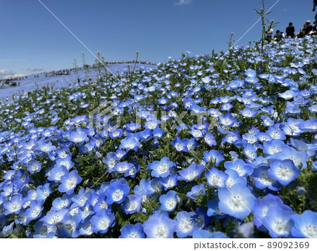 Nemophila in full bloom 89092369