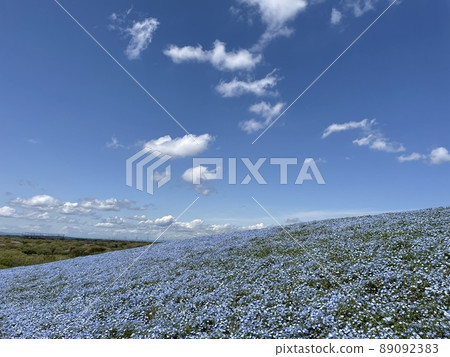 Nemophila and clouds Nemophila and clouds 89092383