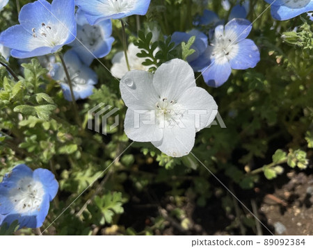 白色Nemophila 白色Nemophila 89092384