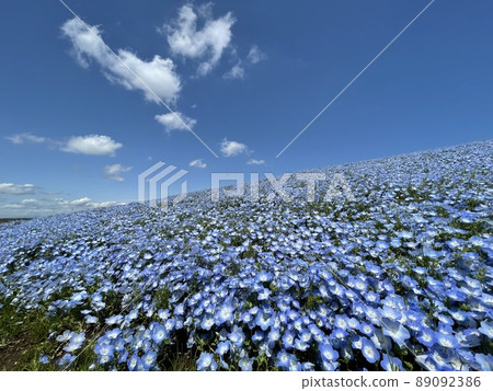 Nemophila and blue sky Nemophila and blue sky 89092386