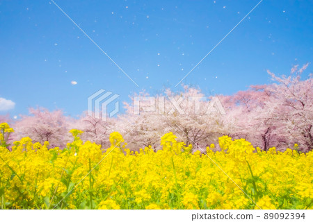 櫻花暴風雪和強姦開花 櫻花暴風雪和強姦開花 89092394