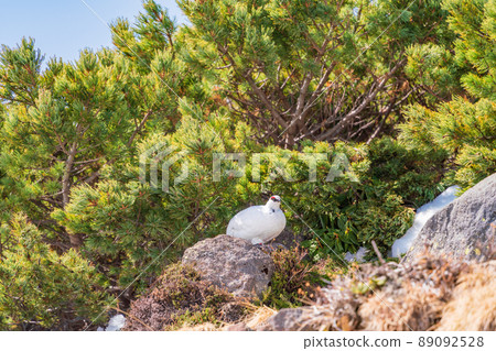 (富山縣)立山,室堂平,松雞在高鬆時尋找食物 (富山縣)立山,室堂平,松雞在高鬆時尋找食物 89092528