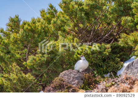 (Toyama Prefecture) Tateyama, Murododaira, a grouse looking for food at the time of high pine (Toyama Prefecture) Tateyama, Murododaira, a grouse looking for food at the time of high pine 89092529