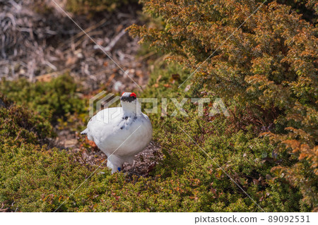 (Toyama Prefecture) Tateyama, Murododaira, a grouse looking for food at the time of high pine (Toyama Prefecture) Tateyama, Murododaira, a grouse looking for food at the time of high pine 89092531