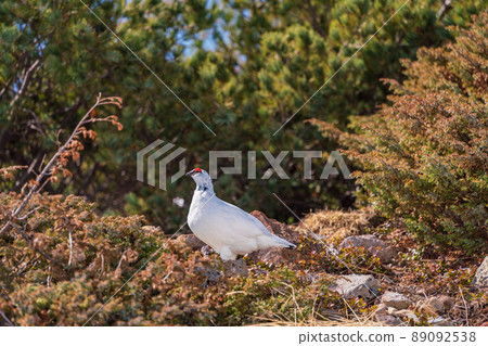 (Toyama Prefecture) Tateyama, Murododaira, a grouse looking for food at the time of high pine (Toyama Prefecture) Tateyama, Murododaira, a grouse looking for food at the time of high pine 89092538