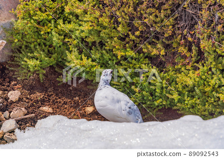 （富山縣）立山，室堂平，松雞在高鬆時尋找食物 89092543