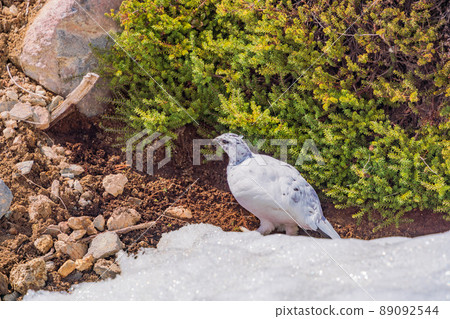 （富山縣）立山，室堂平，松雞在高鬆時尋找食物 89092544