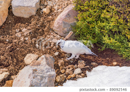 (Toyama Prefecture) Tateyama, Murododaira, a grouse looking for food at the time of high pine (Toyama Prefecture) Tateyama, Murododaira, a grouse looking for food at the time of high pine 89092546