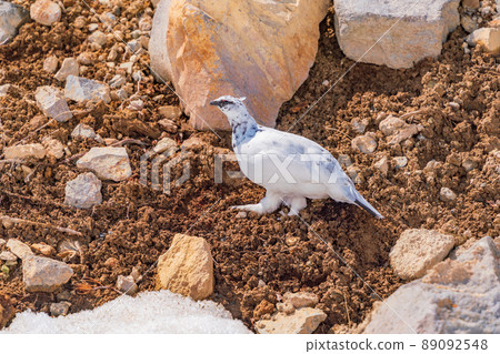 (Toyama Prefecture) Tateyama, Murododaira, a grouse looking for food at the time of high pine (Toyama Prefecture) Tateyama, Murododaira, a grouse looking for food at the time of high pine 89092548
