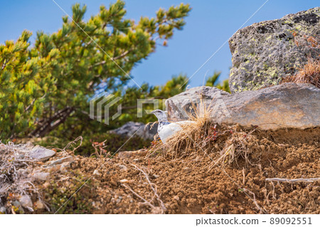 (Toyama Prefecture) Tateyama, Murododaira, a grouse looking for food at the time of high pine (Toyama Prefecture) Tateyama, Murododaira, a grouse looking for food at the time of high pine 89092551