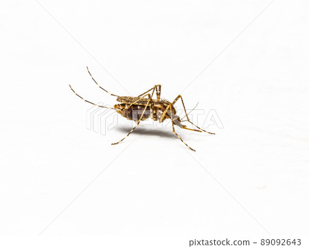 Zica virus aedes aegypti mosquito isolated on white walls. 89092643