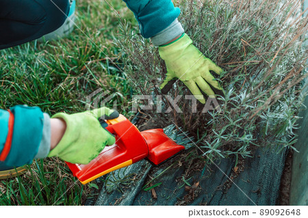 Working in the garden.Trimming overgrown dry lavender bush by red electric hedge clippers at spring garden 89092648