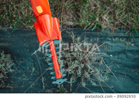 Working in the garden.Trimming overgrown dry lavender bush by red electric hedge clippers at spring garden 89092650