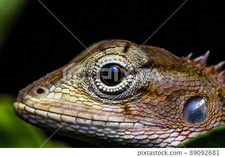 Marco chameleon isolated on background black beautiful Marco chameleon isolated on background black beautiful 89092681