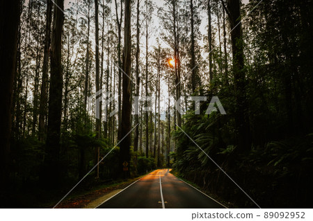 The Black Spur near Narbethong in Australia 89092952