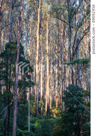 The Black Spur near Narbethong in Australia The Black Spur near Narbethong in Australia 89092956