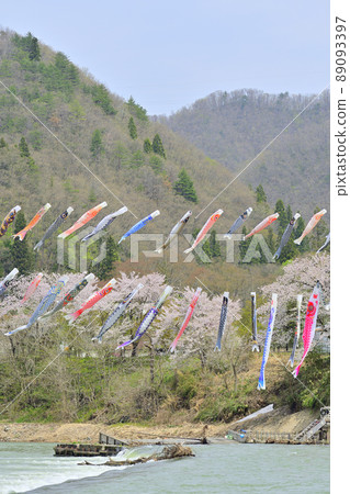 藍天、櫻花和鯉魚旗山形縣白鷹鎮 藍天、櫻花和鯉魚旗山形縣白鷹鎮 89093397