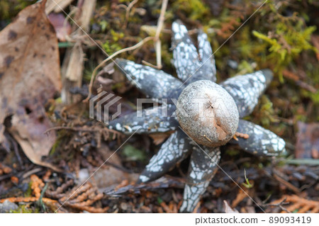 Earthstar蘑菇春天四月 89093419