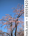 櫻花和月亮 89093420