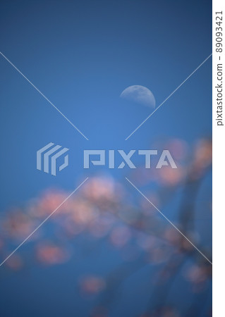 Sakura and moon 89093421
