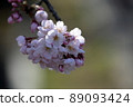 櫻桃樹 89093424