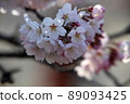 櫻桃樹 89093425