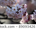櫻桃樹 89093426