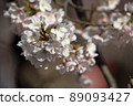 櫻桃樹 89093427