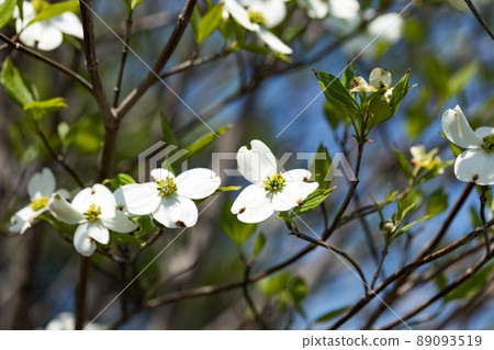 Mizuho Eco Park, Mizuho-cho, Tokyo Dogwood flowers 89093519