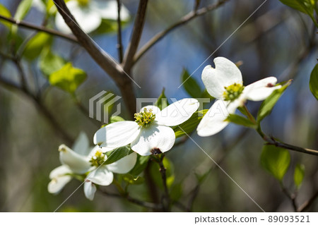 Mizuho Eco Park, Mizuho-cho, Tokyo Dogwood flowers Mizuho Eco Park, Mizuho-cho, Tokyo Dogwood flowers 89093521