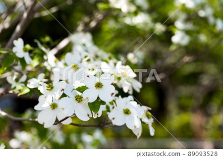 東京瑞穗町瑞穗生態公園 山茱萸花 89093528