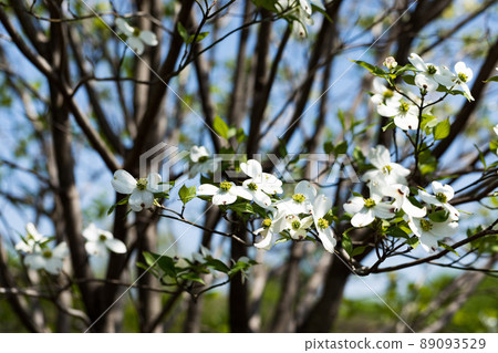 東京瑞穗町瑞穗生態公園 山茱萸花 東京瑞穗町瑞穗生態公園 山茱萸花 89093529