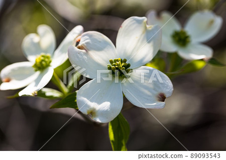 Mizuho Eco Park, Mizuho-cho, Tokyo Dogwood flowers Mizuho Eco Park, Mizuho-cho, Tokyo Dogwood flowers 89093543