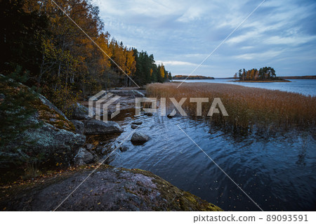 Island in Monrepo Mon Repos park. Pampas grass. Autumn landscape. Vyborg 89093591